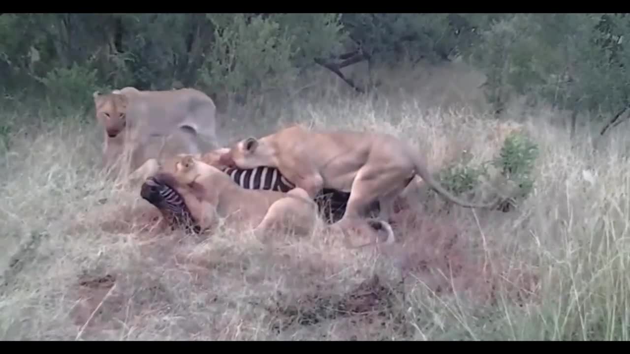Lions share