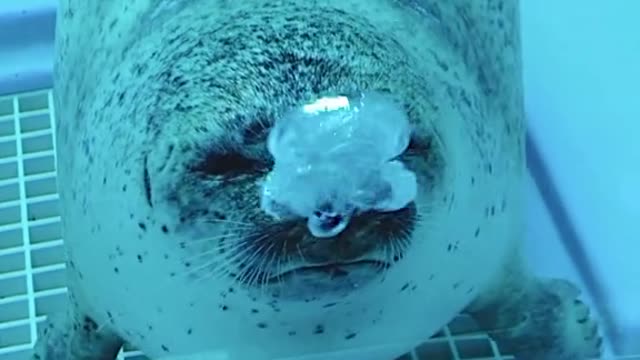 A cute submarine powered by fish brakes failed to hit the wall and bubble up