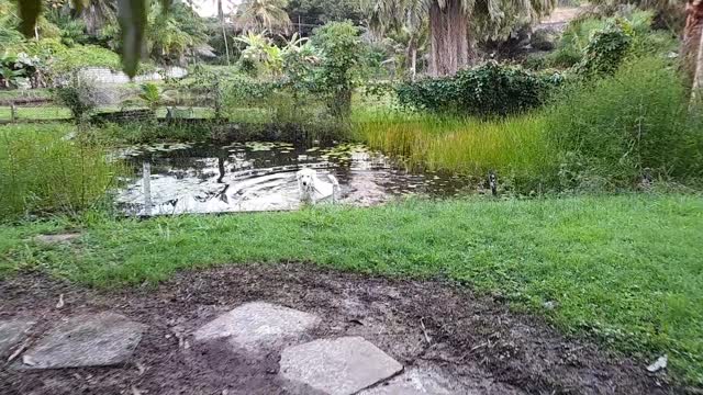 Lokita resolveu cair na lagoa!