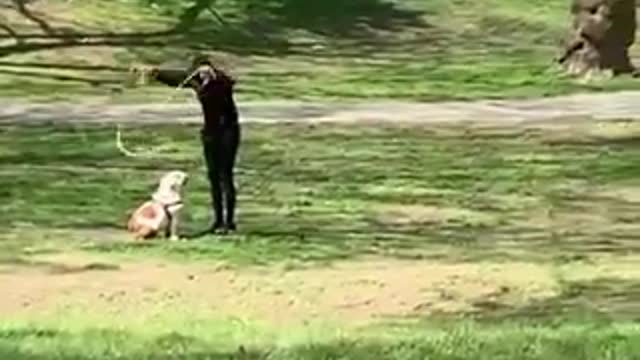 cachorro pulando corda com sua dona no bosque