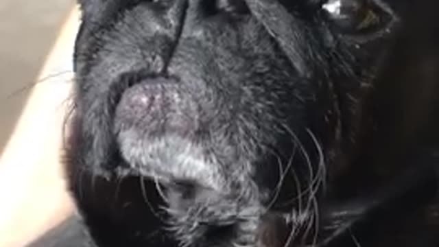 Funny Dog moment