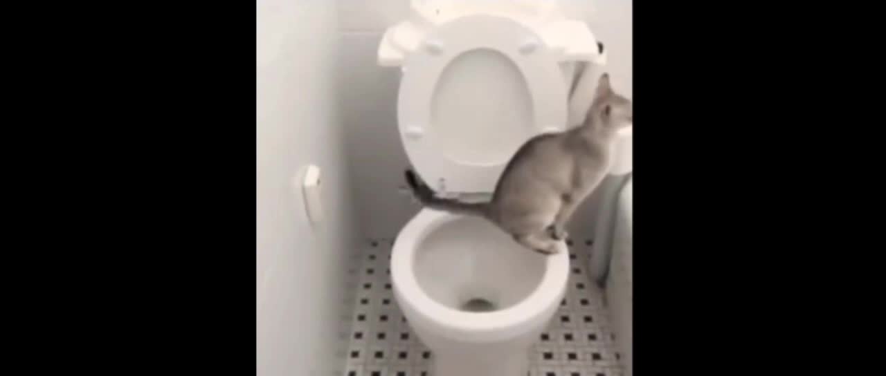 Cat using toilet funny video Don't miss