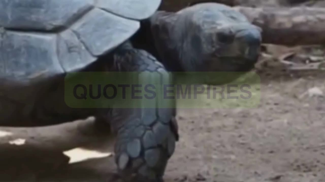 Chronicles of the Archipelago : The Galapagos Tortoise.#galápagos #galapagosislands#galapagoscruises