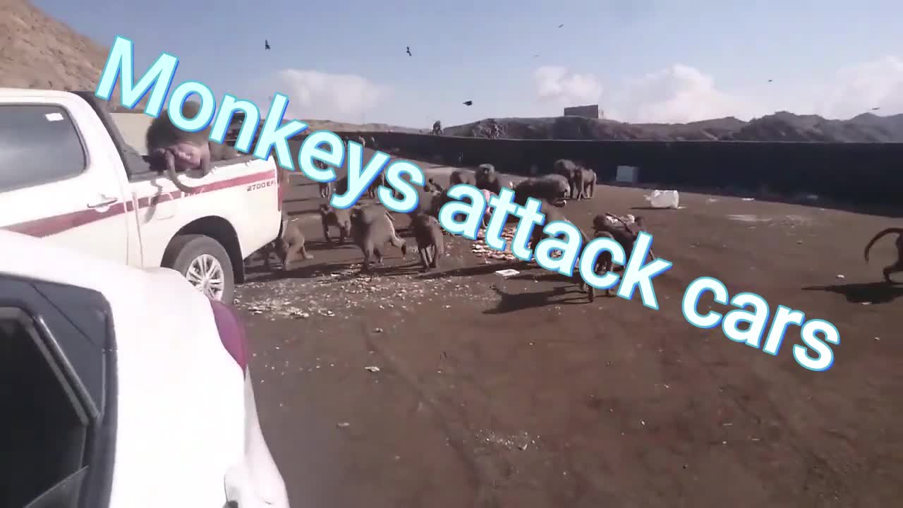 Monkeys attack cars