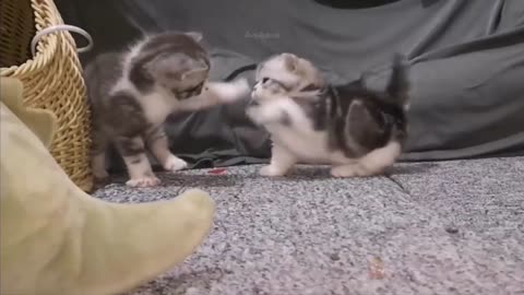 Baby Cats - Cute and Funny Cat Videos
