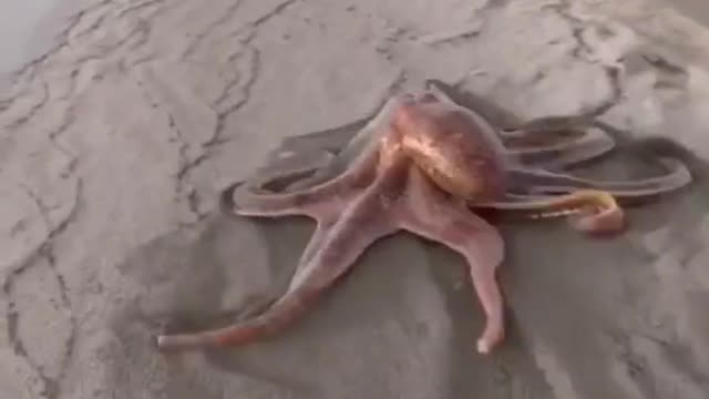 have you seen octopus walking on seashore?