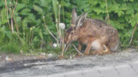 Hare is eating