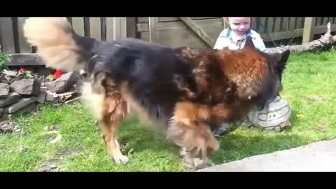 Baby and Dog Cute Funny Video