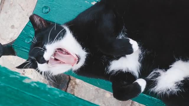 A Black and White Cat Yawning While Lying Down]