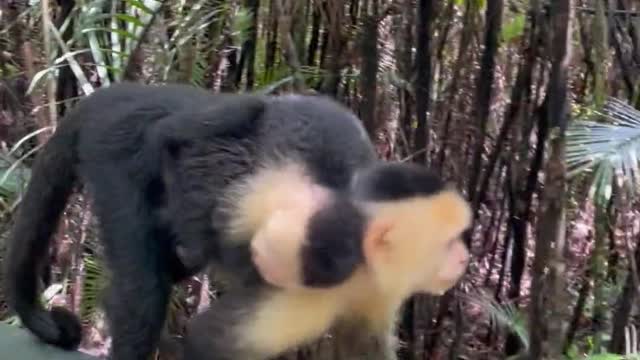 Monkey 🐒🐒