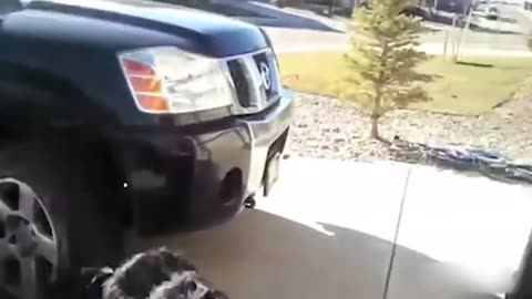 ULTIMATE|| Animal Compilation || Funny Fails || viral || comedy