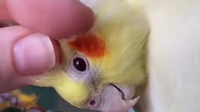 The parrot sings and its owner caresses him "to smooth the parrot"