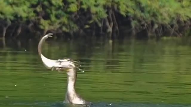 What is this thing that is catching fish from water