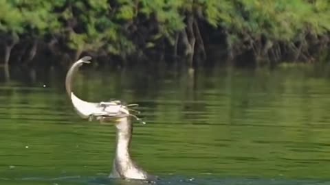 What is this thing that is catching fish from water