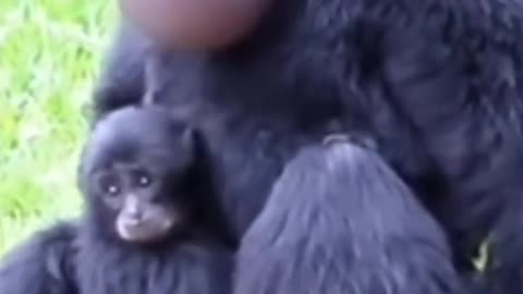 Animal shots