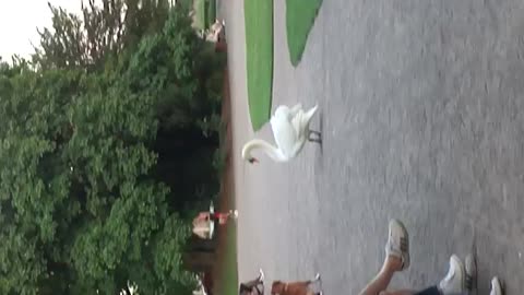 Unbelievable SWAN