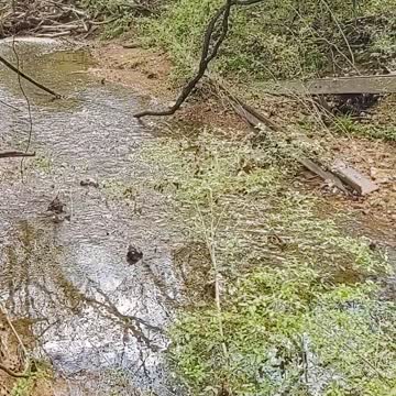 A walk in the woods is all that's needed.