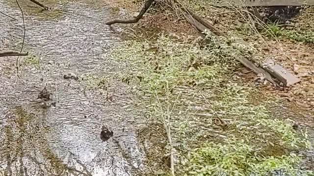 A walk in the woods is all that's needed.