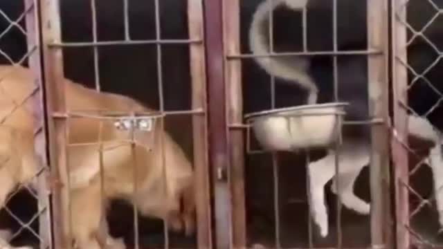 Funny Dog stealing food