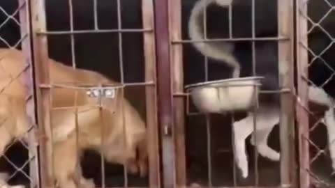 Funny Dog stealing food