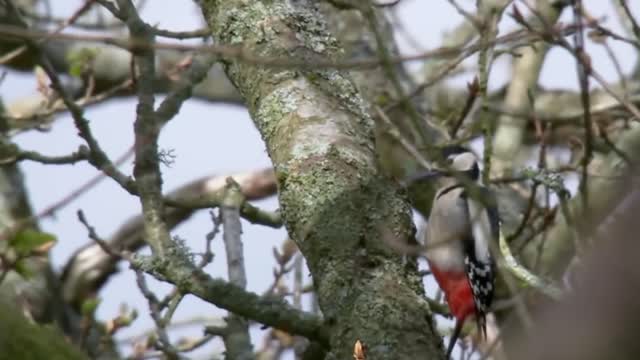 Why don't woodpeckers get headaches?