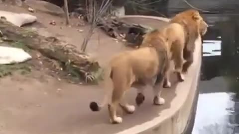 Lion get off take a bath