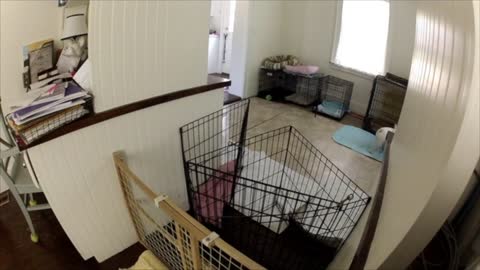 French Bulldog Escape Artist