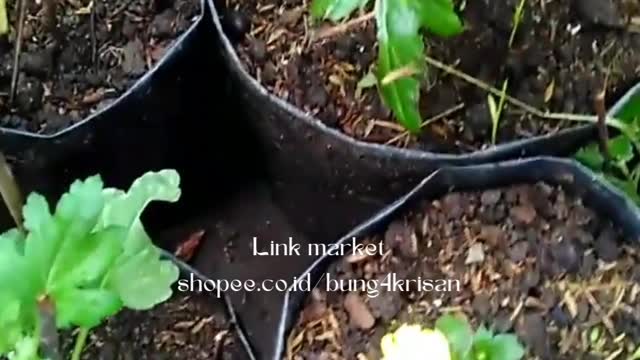 ornamental plant worker