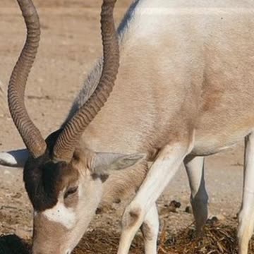 Did You Know? The Addax || FACTS || TRIVIA