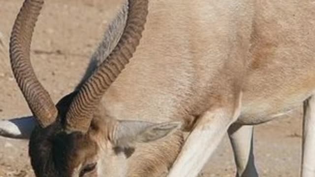 Did You Know? The Addax || FACTS || TRIVIA