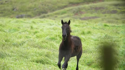 Horses! 5 Fun Facts from the Fun Fact Channel!