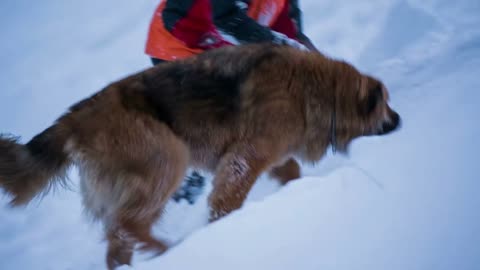 Dog want to play in snow. Brown dog seeing person walking up hill joining him and want to play