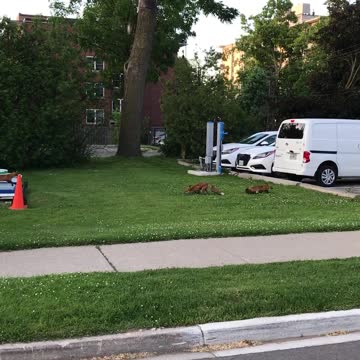Family of young Foxes fight over the catch of a squirrel