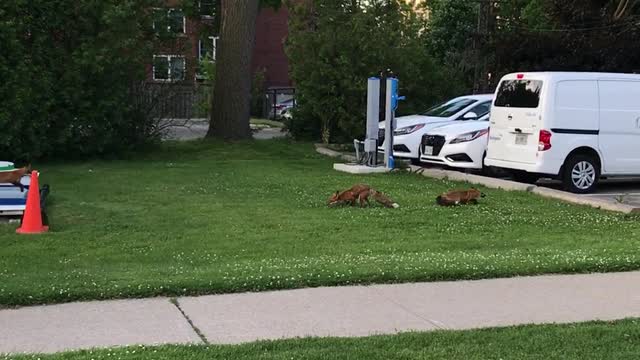 Family of young Foxes fight over the catch of a squirrel