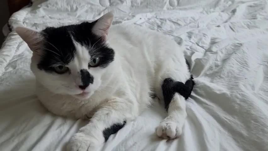 A cute cat on the bed!