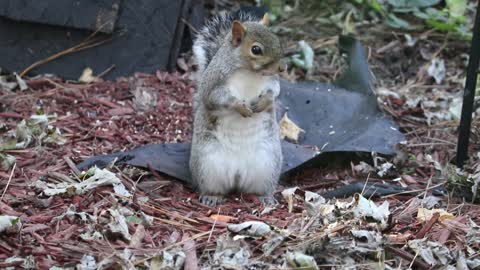 Cute squirrel2