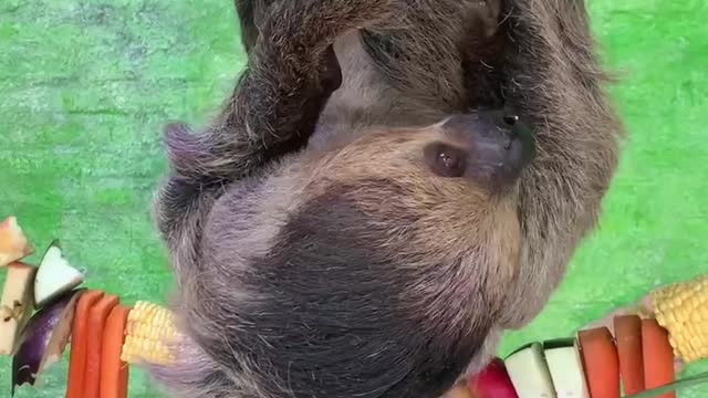 Sloths eat food