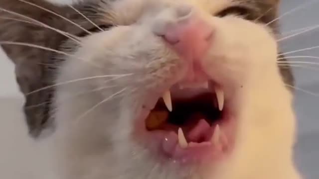 Angry Cat