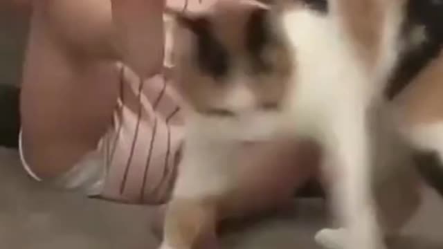 Cat VS Baby