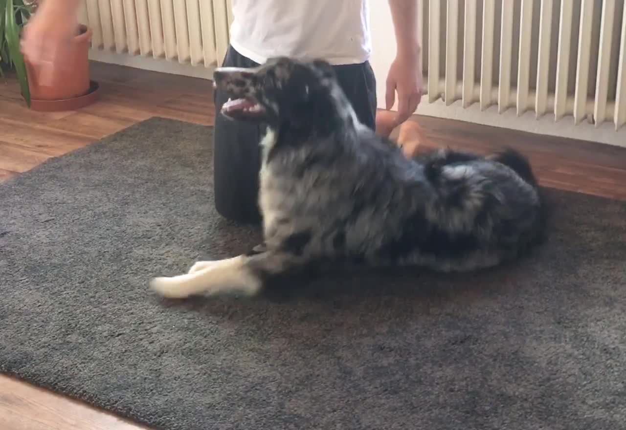 Dog learned to do a somersault and it’s super cute