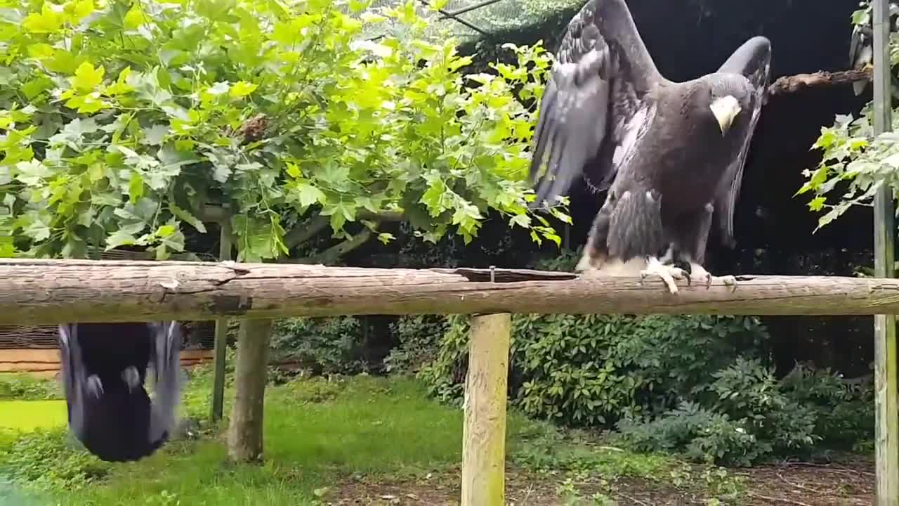 Common raven bullying a Steller's sea eagle