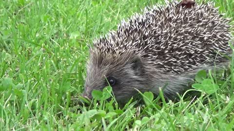 hedgehog grass this type of bird is a free