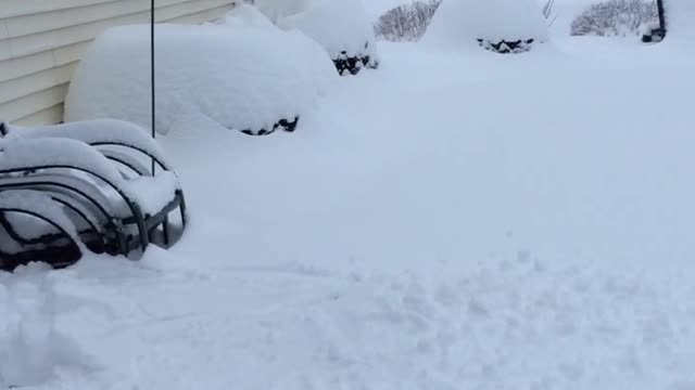 Teen Falls Face First Into the Snow In Failed Polar Bear Plunge