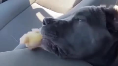 OMG 😱 cute dog 😱😘😘