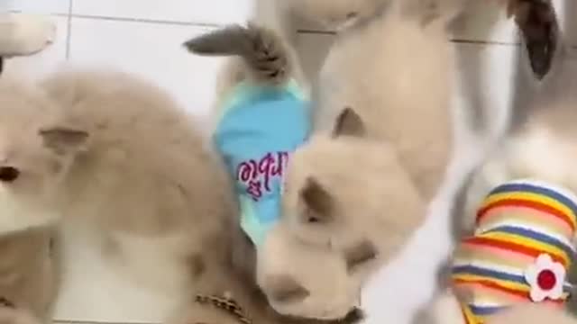 Funny animals