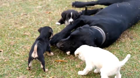 Dog Chewing a Bone