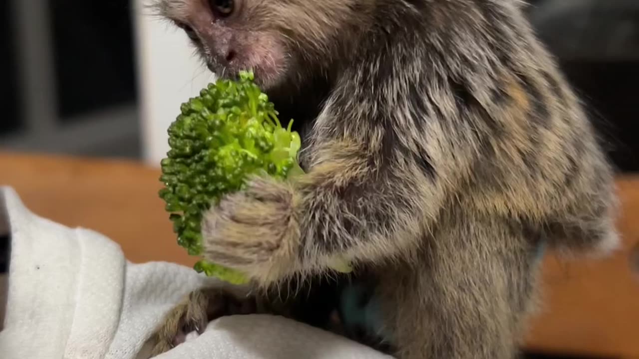 Marmoset Eating Broccoli