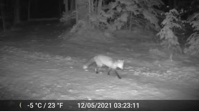 Fox on night camera in the snow