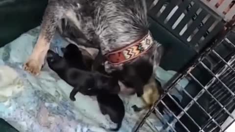 The dog treats the ducklings as his own children