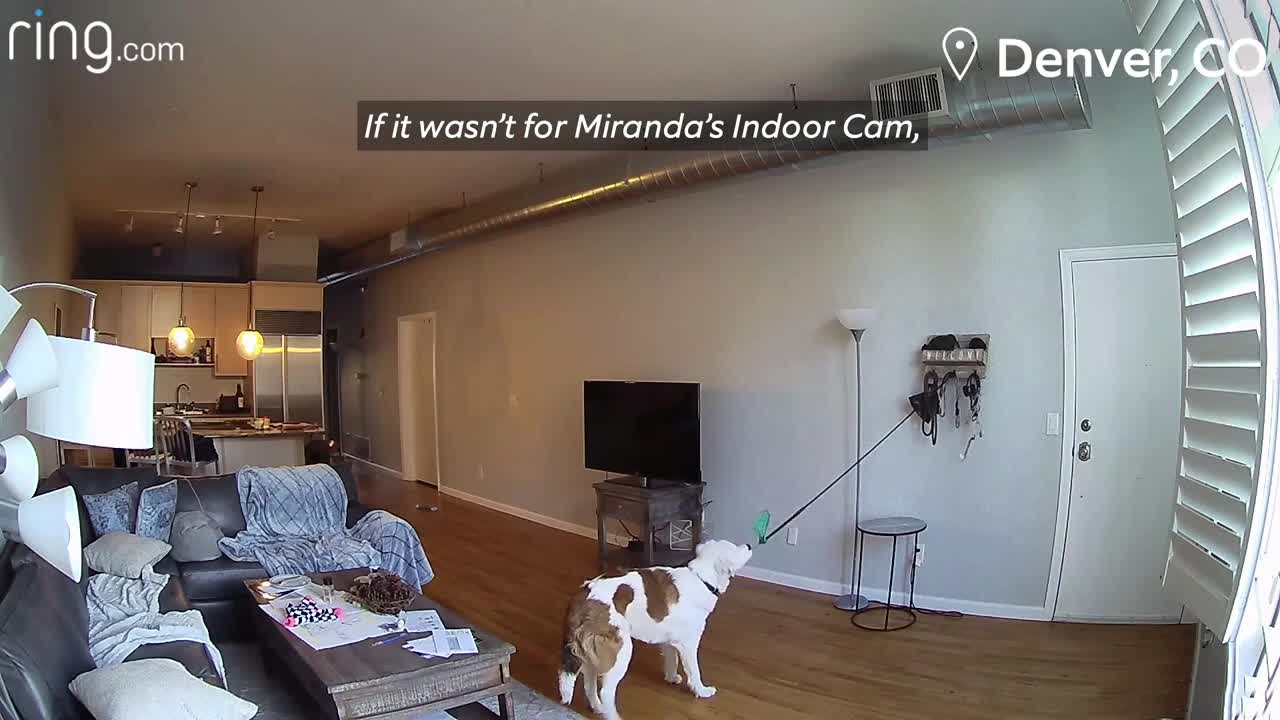 Dog Is Busted Chewing on a Picture, Her Cat Accomplices Cover Up for Her